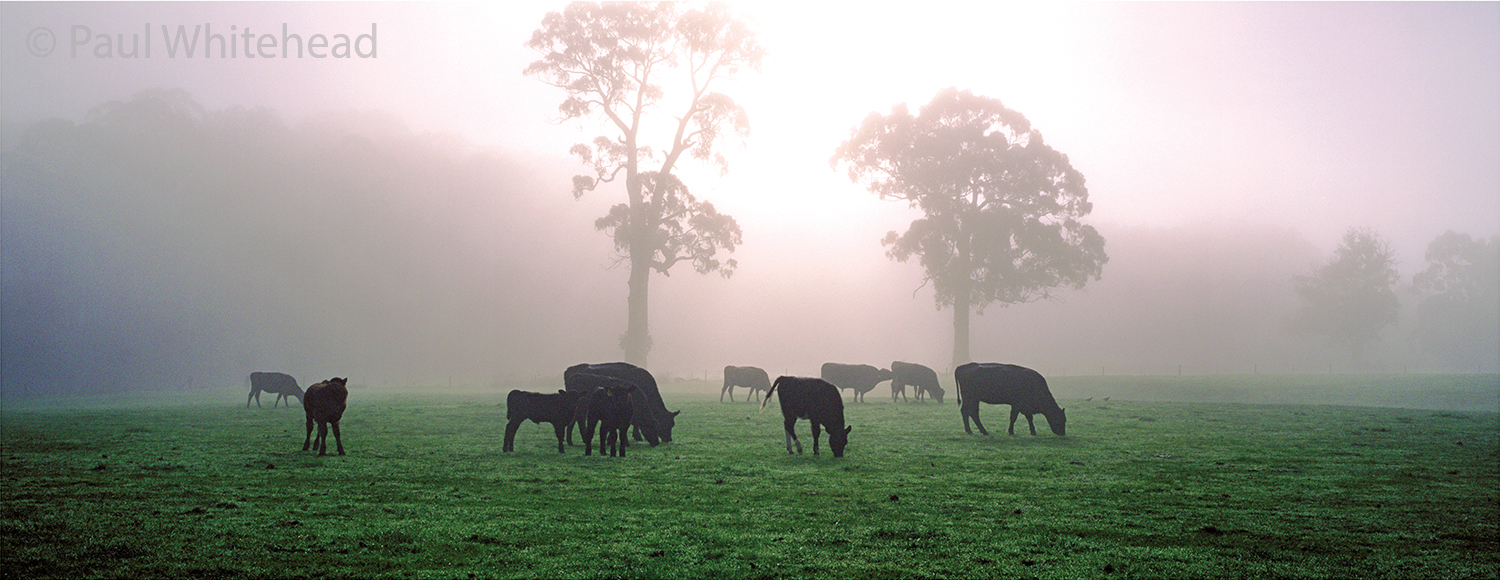  COWS IN THE MIST - Hahndorf, South Australia - Available size up to 100cm wide 