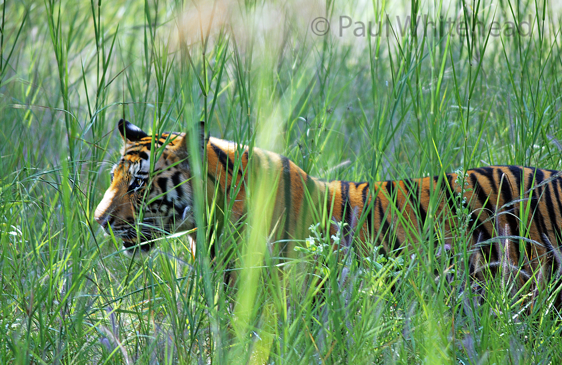 STALKING TIGER - Ranthambore National Park, India - Available up to 50cm wide 
