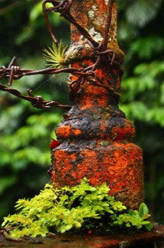  LAS POZAS - Mexico - Available up to 50cm high 