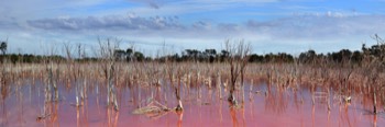  PINK LAKE - Available to 1 metre wide 